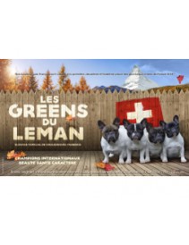 bandeau classement dogs revelation awards (par an & par race)