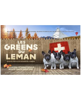 bandeau classement dogs revelation awards (par an & par race)