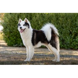 Photo de POLAR SOULS AMERIC TRIBIAL INDI
