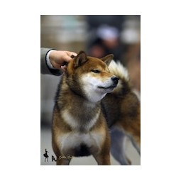 Photo de LYURUA DYURING CHIKYU NO TOMI