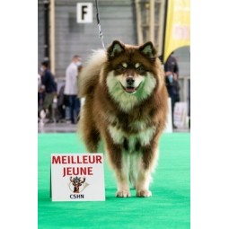 Photo de AEGIRSSON RAINBOW PHOEBE