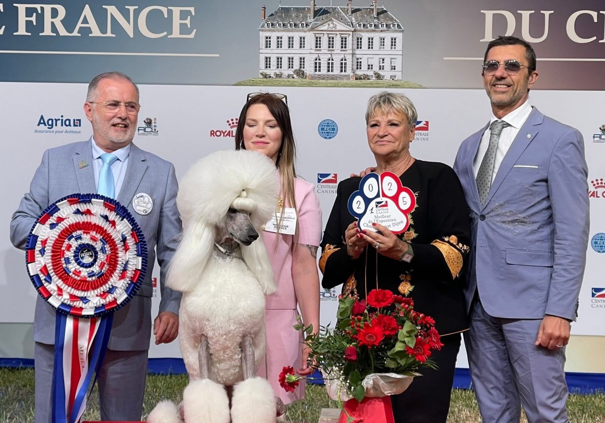 Une grande caniche blanche qui remporte le Championnat de France Le 8 juin 2025!